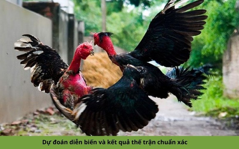 Dự đoán diễn biến và kết quả thế trận chuẩn xác