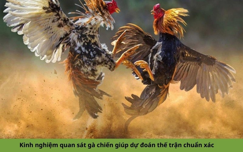 Kinh nghiệm quan sát gà chiến giúp dự đoán thế trận chuẩn xác