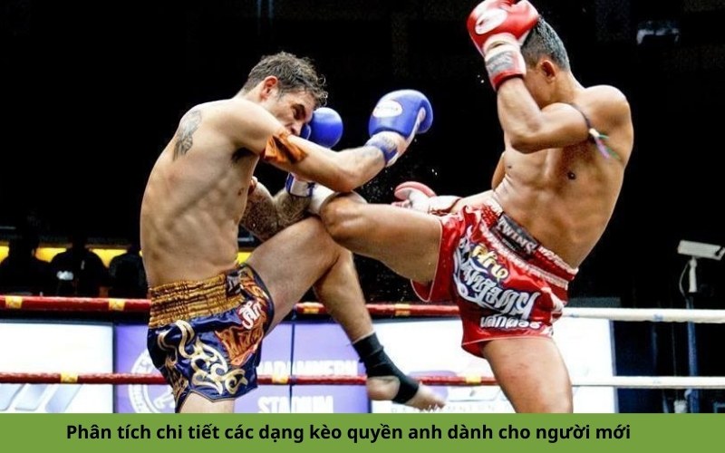 Phân tích chi tiết các dạng kèo quyền anh dành cho người mới