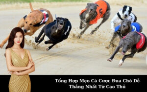 Tổng Hợp Mẹo Cá Cược Đua Chó Dễ Thắng Nhất Từ Cao Thủ