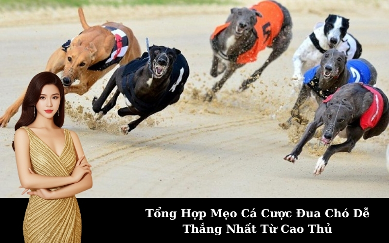 Tổng Hợp Mẹo Cá Cược Đua Chó Dễ Thắng Nhất Từ Cao Thủ